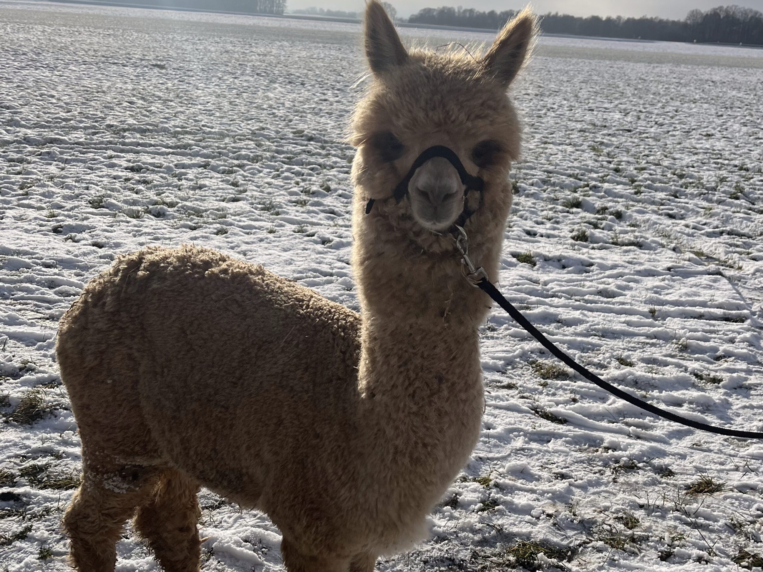 Peach im Schnee
